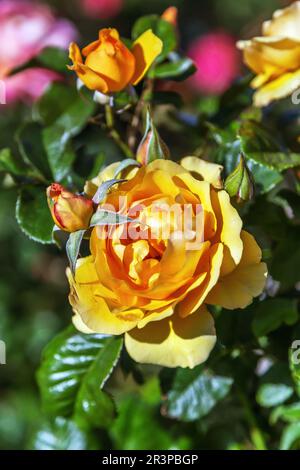 Rose parfumée dans le jardin Banque D'Images