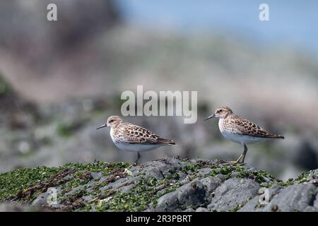 Moins de sandpiper sur une côte rocheuse Banque D'Images