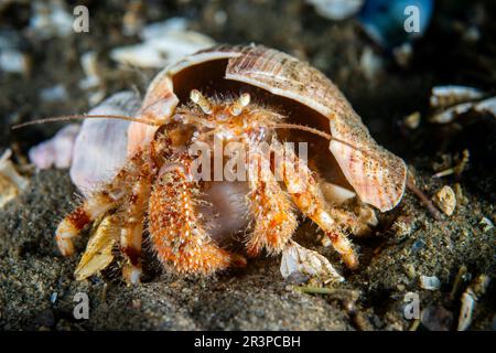 Gros plan d'un crabe Hermit sous l'eau dans la rue Fleuve Lawrence Banque D'Images