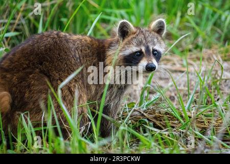 Recherche de raton laveur dans un parc national. Banque D'Images