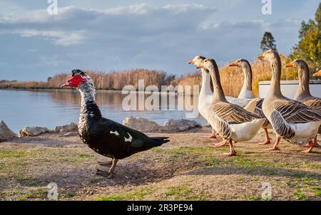 Canard mouscovy et un troupeau d'oies grises sur le fond du lac, l'agriculture, l'écoferme d'oiseaux idée. Animaux de l'aire de répartition libre sur le ranch Banque D'Images