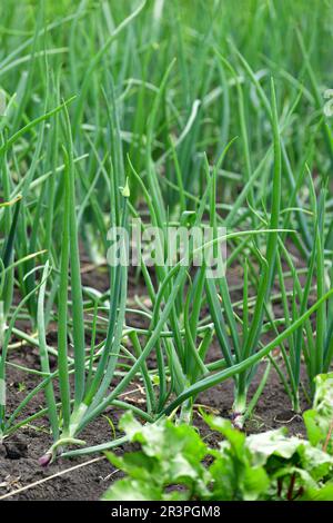 jeune oignon poussant dans le jardin Banque D'Images