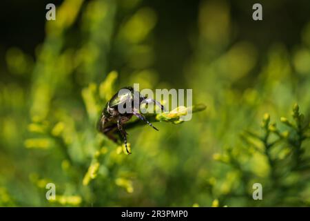Photo macro du magnifique coléoptère métallique, vert brillant et cuivre (Protaetia cuprea) sur une feuille verte entourée de végétation au printemps. Cupr. Protaetia Banque D'Images