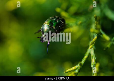 Photo macro du magnifique coléoptère métallique, vert brillant et cuivre (Protaetia cuprea) sur une feuille verte entourée de végétation au printemps. Cupr. Protaetia Banque D'Images
