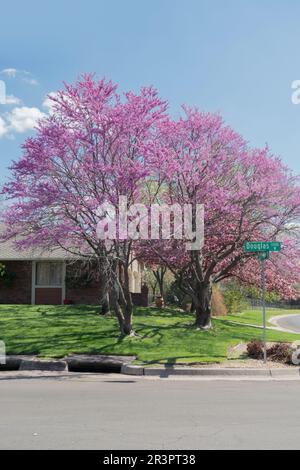 Deux séquoias de l'est en fleurs, Cerci canadensis, sur une propriété située à l'angle dans un quartier de Wichita, Kansas, États-Unis. Banque D'Images