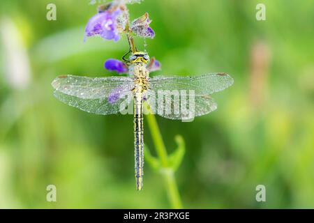 gomphus d'Europe occidentale (Gomphus pulchellus), femelle couverte de gouttes de rosée à l'inflorescence, vue dorsale, Allemagne, Bavière Banque D'Images