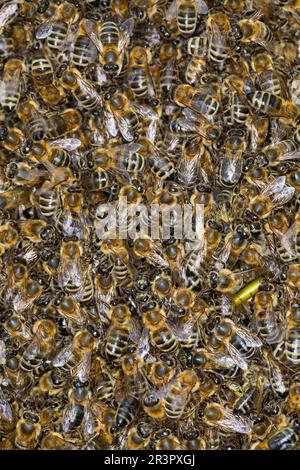 Abeille, abeille (APIS mellifera mellifera), essaim d'abeille, section, Allemagne Banque D'Images