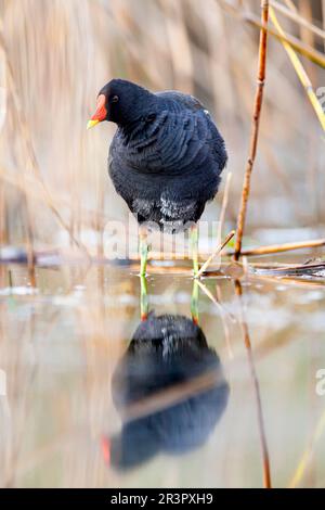 moorhen (Gallinula chloropus), debout dans les eaux peu profondes à la rive, vue de face, Espagne, Katalonia Banque D'Images