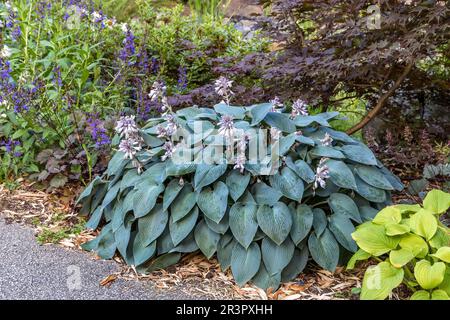 Lys plantain (Hosta Halcyon), floraison, cultivar Halcyon Banque D'Images