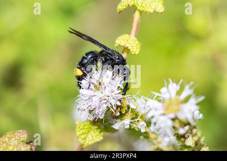 Guêpe scoliide (scolia hirta, scolia hirta hirta), assise sur une fleur, Italie Banque D'Images