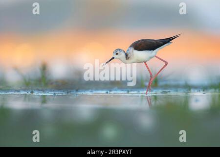 Stilt à ailes noires (Himantopus himantopus), à la recherche de nourriture dans les eaux peu profondes quand il pleut, vue latérale, Espagne, Katalonia Banque D'Images