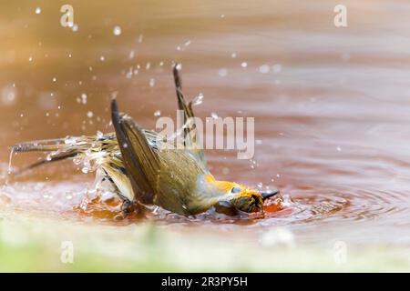 Robin européen (erithacus rubecula), baignade dans les eaux peu profondes, vue latérale, Allemagne, Bavière Banque D'Images