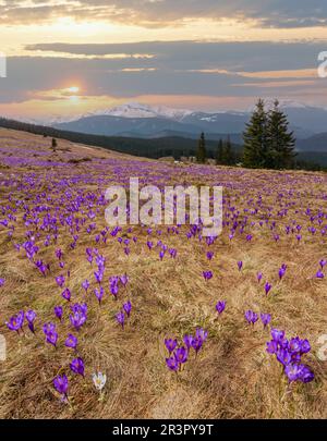Purple Crocus fleurs sur la montagne au printemps Banque D'Images