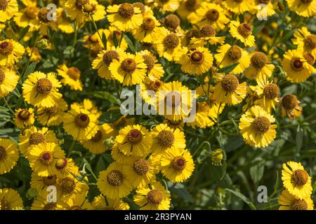 Sneezeweed (Helenium Kanaria), floraison, cultivar Kanaria, Europe, Bundesrepublik Deutschland Banque D'Images