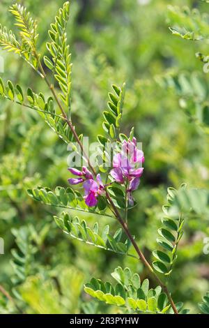 Indigo himalayan, indigo bush (Indigofera hethethantha), floraison, Europe, Bundesrepublik Deutschland Banque D'Images