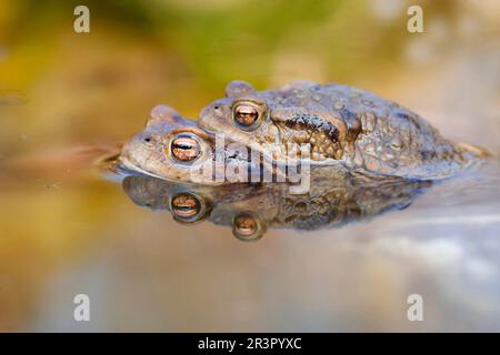 Crapaud européenne (Bufo bufo), femelle portant le pigegyback mâle, ampelexus axillaris, Allemagne, Bavière Banque D'Images