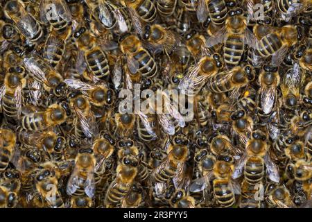 Abeille, abeille (APIS mellifera mellifera), essaim d'abeille, section, Allemagne Banque D'Images