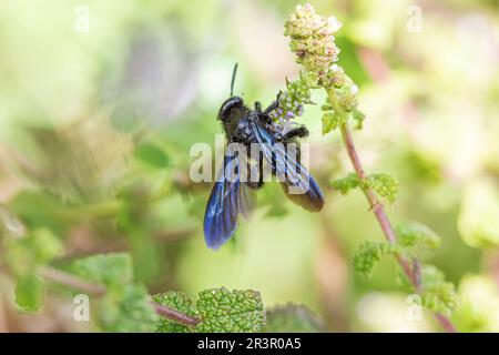 Guêpe scoliide (scolia hirta, scolia hirta hirta), assise sur une fleur, Italie Banque D'Images