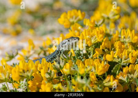 Podarcis hispanicus, Sargantana, Cap Barbaria, Formentera, Iles Pitiuses, Communauté des Baléares, Espagne. Banque D'Images