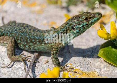 Podarcis hispanicus, Sargantana, Cap Barbaria, Formentera, Iles Pitiuses, Communauté des Baléares, Espagne. Banque D'Images