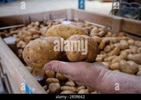 Production de pommes de terre, veuve d'Antonio Serra, sa Pobla, Majorque, Iles baléares, Espagne. Banque D'Images