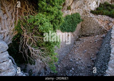 Le coma de n'Arbona, Casas de Nieve o cas de Neu, término municipal de Fornalutx, paraje natural de la Sierra de Tramuntana, à Majorque, îles Baléares, Espagne. Banque D'Images