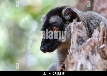 Citron brun commun, Eulémur fulvus, faune de Madagascar Banque D'Images