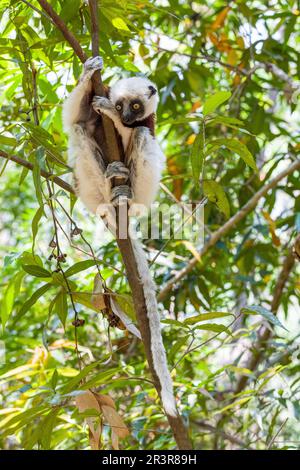 Le sifaka lemur de Coquerel, Propithecus coquereli, la faune de Madagascar Banque D'Images