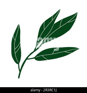 Doodle image de la feuille. Longue plante dessinée à la main isolée sur fond blanc. Feuille de citron vert avec nervures. Panneau d'été aux herbes. Illustration vectorielle florale pour moi Illustration de Vecteur