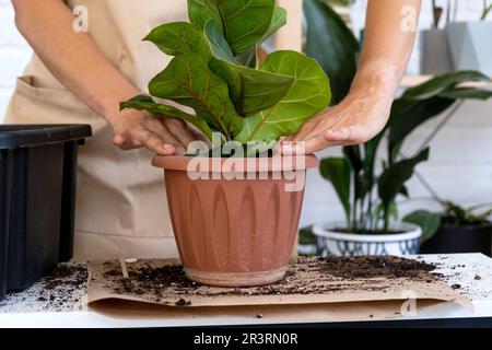 Transplantation d'une plante d'origine Ficus lyrata dans un nouveau pot. Une femme plante dans un nouveau sol. Entretien et reproduction d'une plante en pot Banque D'Images