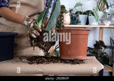 Une bosse de terre d'une plante en pot avec des racines saines. Transplantation et entretien d'une plante, d'un rhizome, d'une pourriture racinaire Banque D'Images