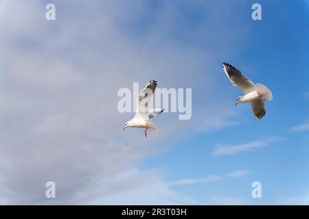 Gulls à tête noire, Chericocephalus ridibundus dans le ciel au-dessus de la côte polonaise de la mer Baltique Banque D'Images