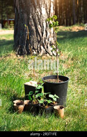 Fraises, framboises, raisins de Corinthe plantules en verres de tourbe sur l'herbe, prêts à planter dans le jardin. Préparation pour la plantation Banque D'Images