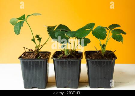 Plantules de fraise en verres noirs sur la table sur fond jaune et un râteau avec une pelle. Préparation pour la plantation, gr Banque D'Images