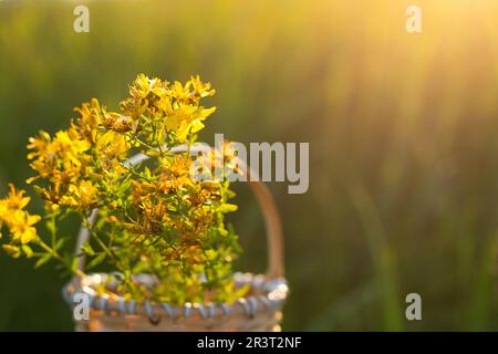 Bouquet de Saint Millepertuis dans le panier sur fond d'herbe dans un sunbeam. Herbes médicinales, collecte de thé, alternative medic Banque D'Images