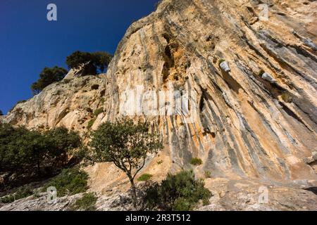 Les murs, château du 14ème siècle, Alaro, Majorque, Iles Baléares, Espagne. Banque D'Images