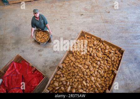 Production de pommes de terre, veuve d'Antonio Serra, sa Pobla, Majorque, Iles baléares, Espagne. Banque D'Images