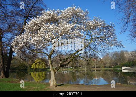 White magnolia blossom Banque D'Images
