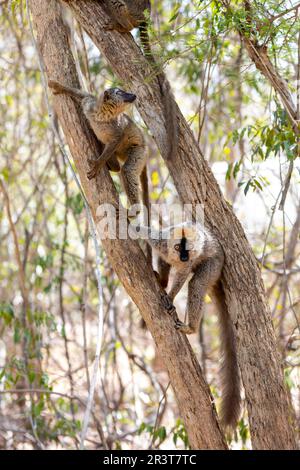 Lemur à fronces rouges, Eulemur Rufifrons, Madagascar faune sauvage. Banque D'Images