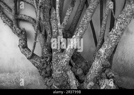 Branches d'une brousse, Calonge, Majorque, Iles Baléares, Espagne. Banque D'Images