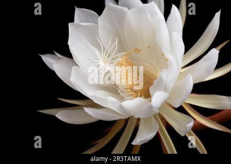 fleur cereus de nuit entièrement floraison isolée sur fond noir, alias reine de la nuit, unique rarement des fleurs et seulement la nuit Banque D'Images