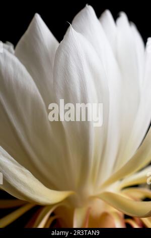 gros plan macro vue sur les pétales de fleurs cereus de nuit, alias reine de la nuit, unique rarement des fleurs et seulement la princesse de nuit Banque D'Images