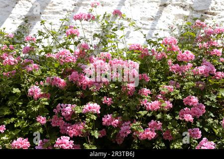 Montée de pélargonium rose contre un mur blanc. Banque D'Images