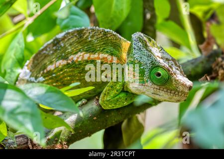 Caméléon à cornes de globe ou caméléon à cachons plats, Calumma globifer, Malé, réserve de Peyrieras Madagascar faune exotique Banque D'Images