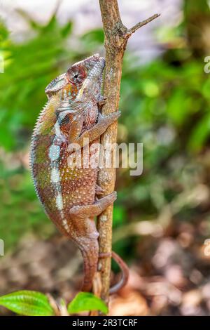 Panther caméléon, Furcifer pardalis, réserve Peyrieras Madagascar exotique, Madagascar faune Banque D'Images