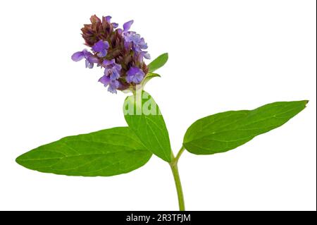 Plante médicinale: Prunella vulgaris. Auto-ajustement Banque D'Images