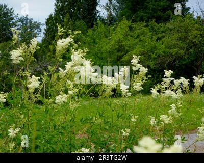 Plante médicinale : Meadowsweet (Filipendula ulmaria) floraison, True Meadowsweet Banque D'Images