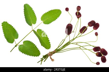 Plante médicinale: Burnet (Sanguisorba officinalis) Banque D'Images