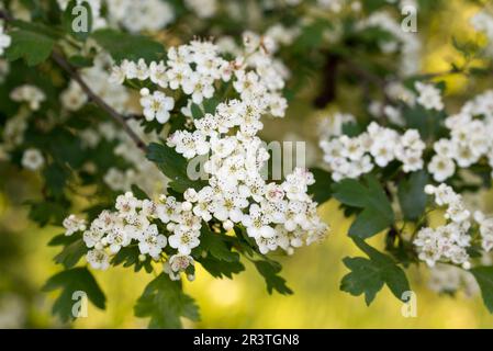 Crataegus monogyna, aubépine blanc fleurs de printemps gros plan slective focus Banque D'Images