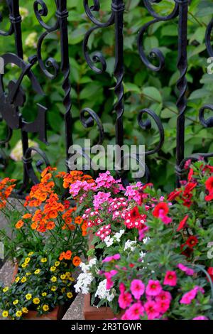 Plusieurs fleurs d'été dans des pots sur les escaliers Banque D'Images